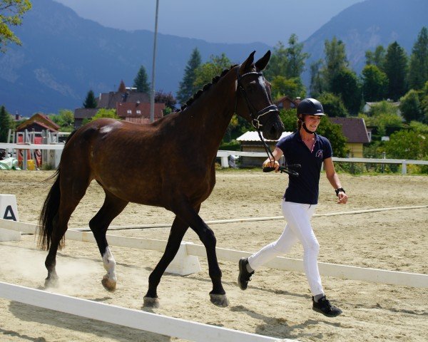 Zuchtstute Coco SH (Österreichisches Warmblut, 2020, von De Niro Gold 3)