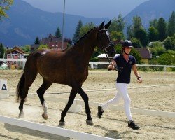 broodmare Coco SH (Austrian Warmblood, 2020, from De Niro Gold 3)