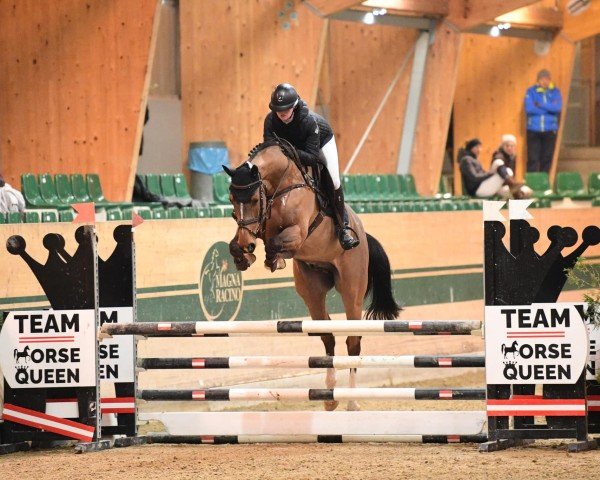 dressage horse Blue Balou (Holsteiner, 2016, from Barcley)