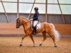 dressage horse Amaretto Di Saronno CH (Haflinger, 2003, from Ammersee)