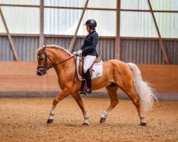 dressage horse Amaretto Di Saronno CH (Haflinger, 2003, from Ammersee)