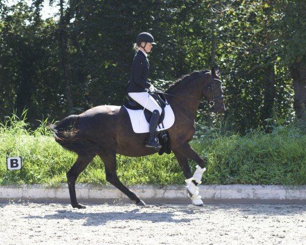 broodmare Tharau's Ballerina (Trakehner, 2015, from E.H. Millennium)