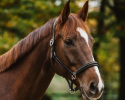 dressage horse Inferno 31 (Hanoverian, 2015, from Instertanz V 241 FIN)