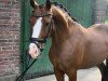 dressage horse Charmeur 501 (German Riding Pony, 2020, from Top Champion)