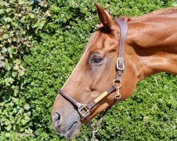 horse Linus (Hanoverian, 2008, from Lauries Crusador xx)