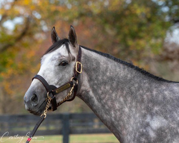 horse Seize The Grey xx (Thoroughbred, 2021, from Arrogate xx)