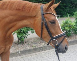 dressage horse Super Sweety (Hanoverian, 2019, from Secret)