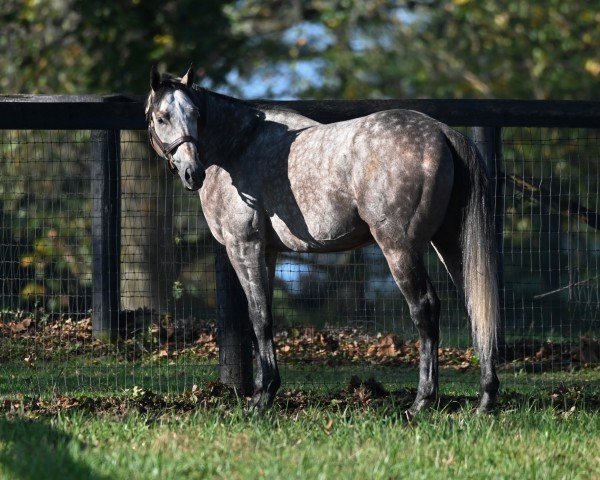 horse Charge It xx (Thoroughbred, 2019, from Tapit xx)