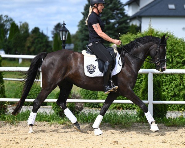 broodmare Centurina (Hanoverian, 2020, from Central Park 6)