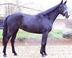 broodmare El Bandita (Hanoverian, 2011, from El Bundy)