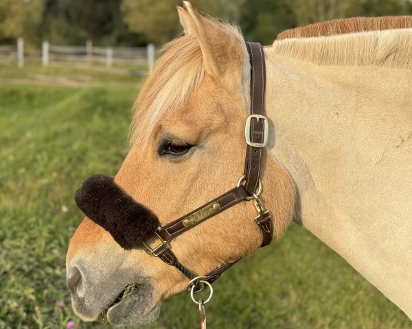 horse Devil's Odin (Fjord Horse, 2003, from Dex)