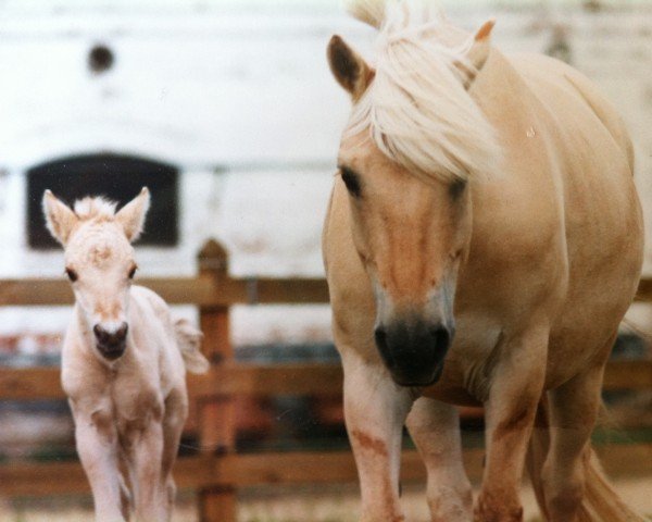 Zuchtstute Hjesca (Fjordpferd, 1997, von Herusker)