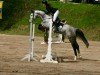 jumper CC Top 5 (Hanoverian, 2018, from Casino Berlin OLD)