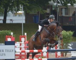 stallion D&j Havanna (Belgian Warmblood, 2007, from Griseldi)