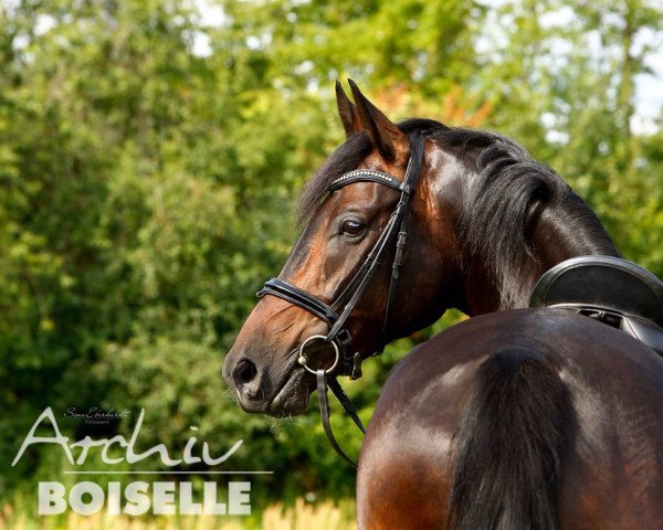 dressage horse Quentino 32 (German Sport Horse, 2011, from Quadroneur)