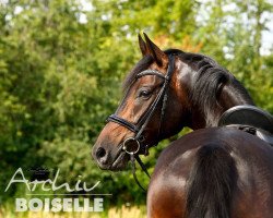 dressage horse Quentino 32 (German Sport Horse, 2011, from Quadroneur)