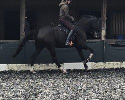 dressage horse Dandy (Austrian Warmblood, 2017, from Darwin)