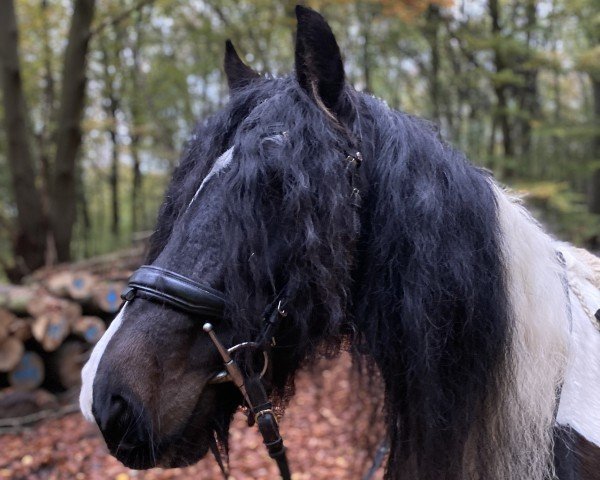 horse Larina (Tinker-Mix / Pinto Tinker / Crossbreed, 2008)