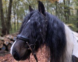 horse Larina (Tinker-Mix / Pinto Tinker / Crossbreed, 2008)