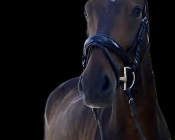 dressage horse Fürst Dancing Dream (Hanoverian, 2018, from Fürst Belissaro)