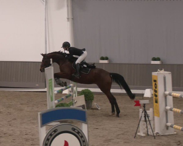 Reitturnier Münster-Handorf 2024