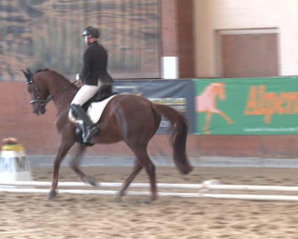 Reitturnier Weikersdorf am Steinfelde 2024