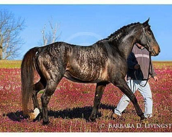 Deckhengst Natal Clasi (Brasilianisches Reitpferd, 1996, von Flugson)