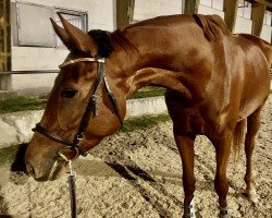 dressage horse Stardust (Hanoverian, 2020, from Secret)