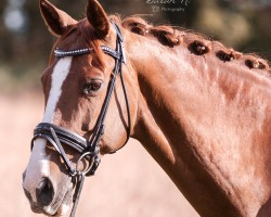 Pferd Vanilla Rose (Schweizer Warmblut, 2009, von Speed des trois Pointes CH)