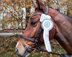 Springpferd Comtino Charismartie (Hannoveraner, 2018, von Comte)