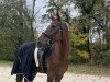 jumper Flower Power 42 (German Warmblood, 2013, from Full Aktiv)