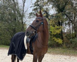 jumper Flower Power 42 (German Warmblood, 2013, from Full Aktiv)