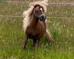 Pferd Femke v. D. Molen (Shetland Pony, 2012, von Briar Emperor)