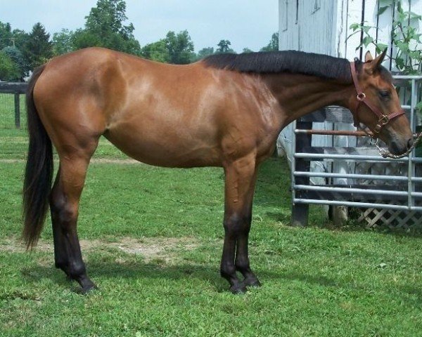 horse Natalie (American Warmblood, 2007, from Natal Clasi)