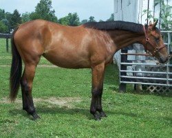 Pferd Natalie (Amerikanisches Warmblut, 2007, von Natal Clasi)