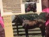 horse Gallapiat xx (Thoroughbred, 1973, from Buckpasser xx)