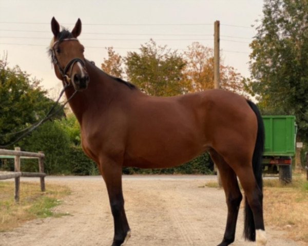 dressage horse Finca 12 (Rhinelander, 2007, from Fidertanz)