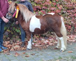 Pferd Mailow vom Ibitztal (Dt.Part-bred Shetland Pony, 2022, von Maarschalk v. d. Kortenhof)