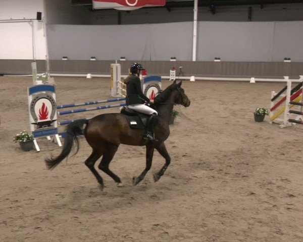 Reitturnier Münster-Handorf 2024
