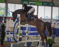 jumper Noselli vd Watermolen (KWPN (Royal Dutch Sporthorse), 2018, from Carambole)