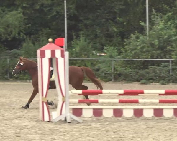 Bayerisches Landesponyturnier 2013