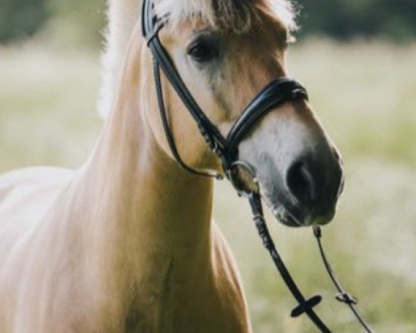 Pferd Malando (Fjordpferd, 2015, von Marlon)