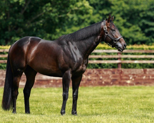 stallion Blackbeard xx (Thoroughbred, 2020, from No Nay Never xx)