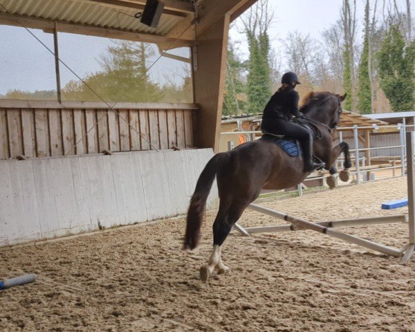 Springpferd Cristo (Oldenburger Springpferd, 2019, von Cobolensky)