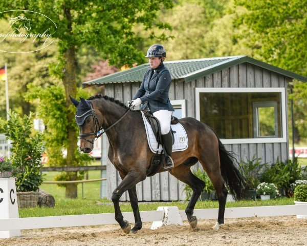 Dressurpferd Ridiculous Nobilis Ms (Hannoveraner, 2017, von Rock Springs)
