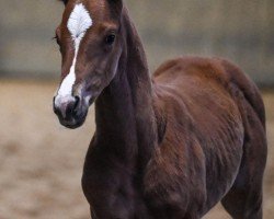 dressage horse Frederika Toosi MS (Hanoverian, 2024, from Freigeist)