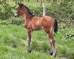 dressage horse Baronia MS (Hanoverian, 2022, from Ben Amour)