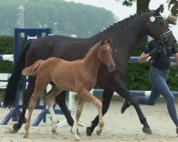 dressage horse Vlaconi MS (Hanoverian, 2021, from Vivaldos)