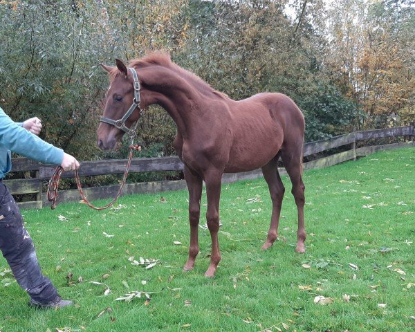 dressage horse Balanatus Nobilis (Hanoverian, 2020, from Brixton)