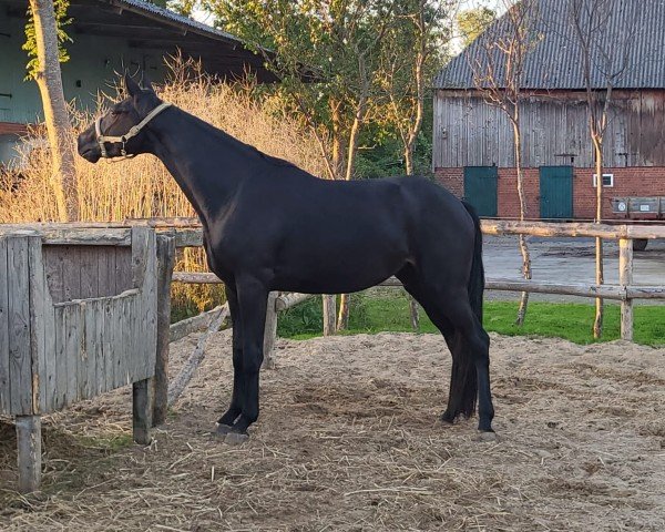 dressage horse Bona Nobilis MS (Hanoverian, 2022, from Belantis II)